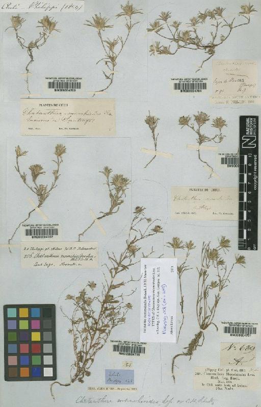 Chaetanthera moenchioides Less. - BM000604700