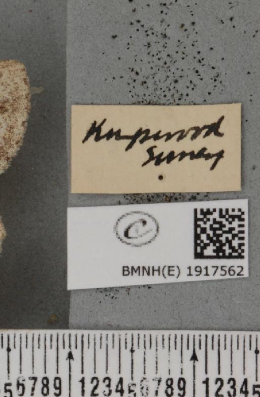 Ectropis crepuscularia (Denis & Schiffermüller, 1775) - BMNHE_1917562_a_label_481222