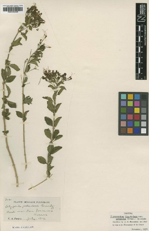 Clerodendrum ligustrinum var. paludosum (M.Brand) Moldenke - BM000992845