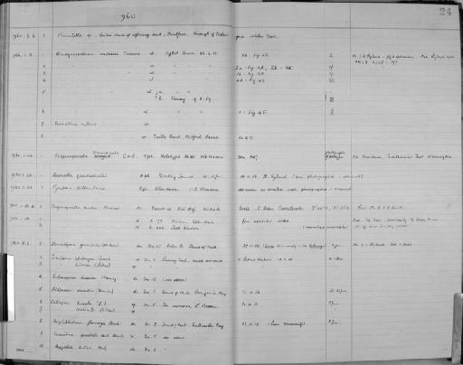 Steganoporella buskii Harmer, 1900 - Zoology Accessions Register: Bryozoa: 1950 - 1970: page 24