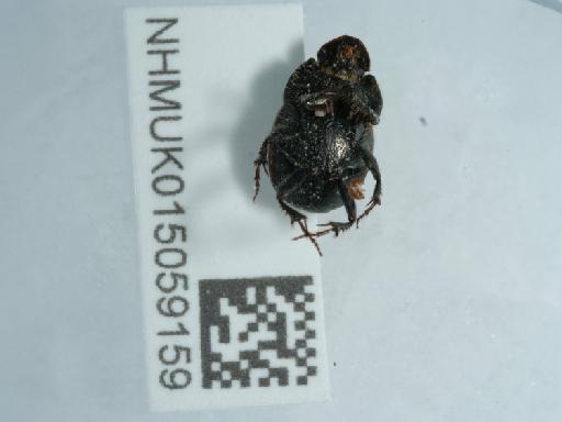 Onthophagus similis (Scriba, 1790) - 015059159_5