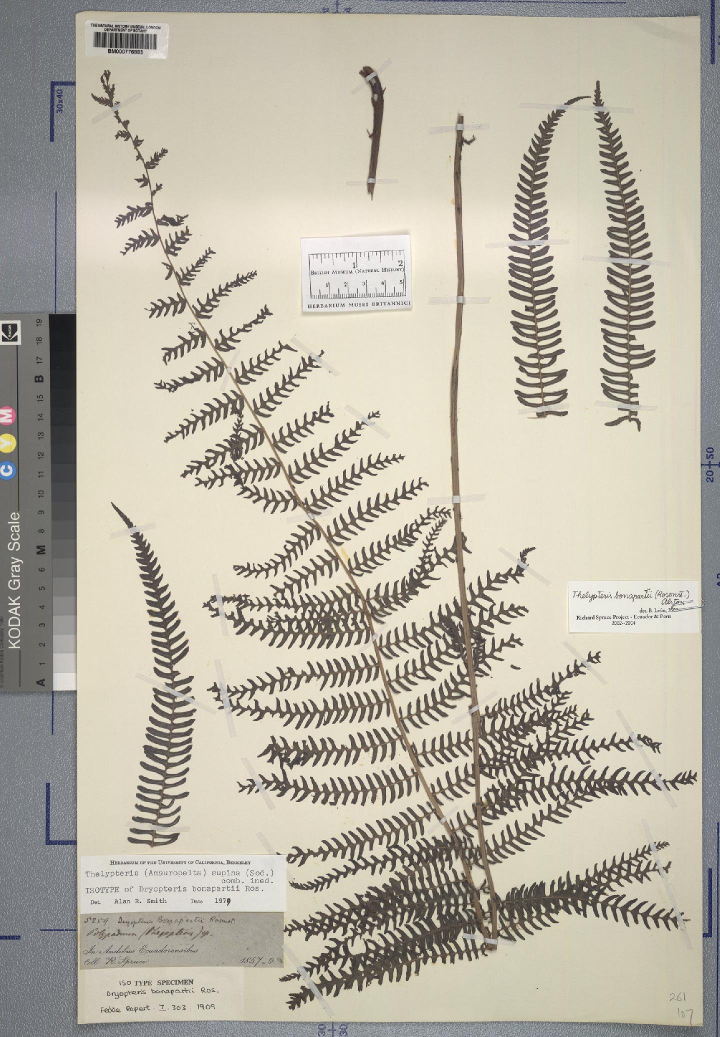 Amauropelta bonapartii thumbnail