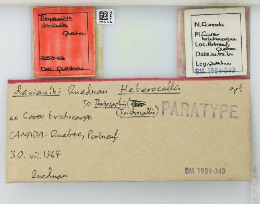 Thripsaphis (Allaphis) daviaulti Quednau, 1966 - 015273022_112836_775033_7904078_Type