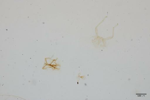 Trioza monsalvei Burckhardt, 1988 - 010719263_c