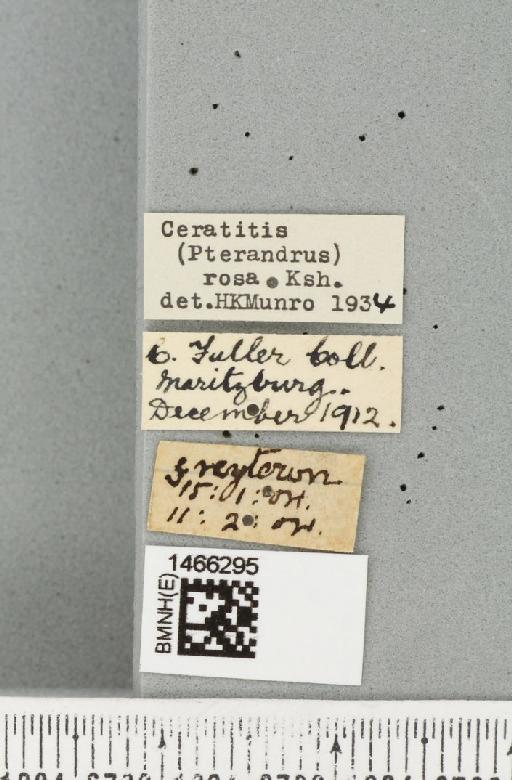 Ceratitis (Pterandrus) quilicii De Meyer et al., 2016 - BMNHE_1466295_label_26905