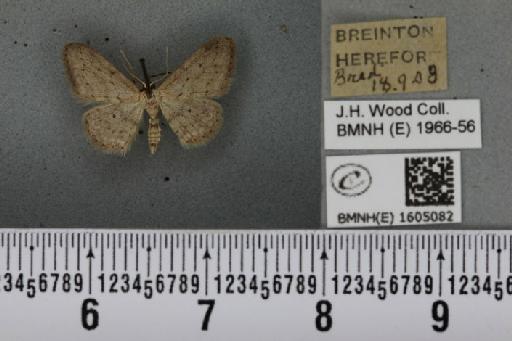 Idaea seriata (Schrank, 1802) - BMNHE_1605082_491853