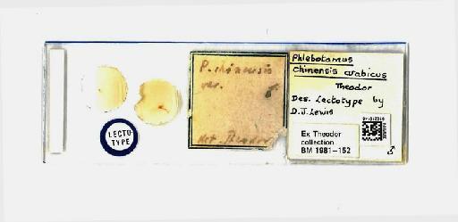 Phlebotomus (Adlerius) arabicus Theodor - Phlebotomus_arabicus-010210146-slide