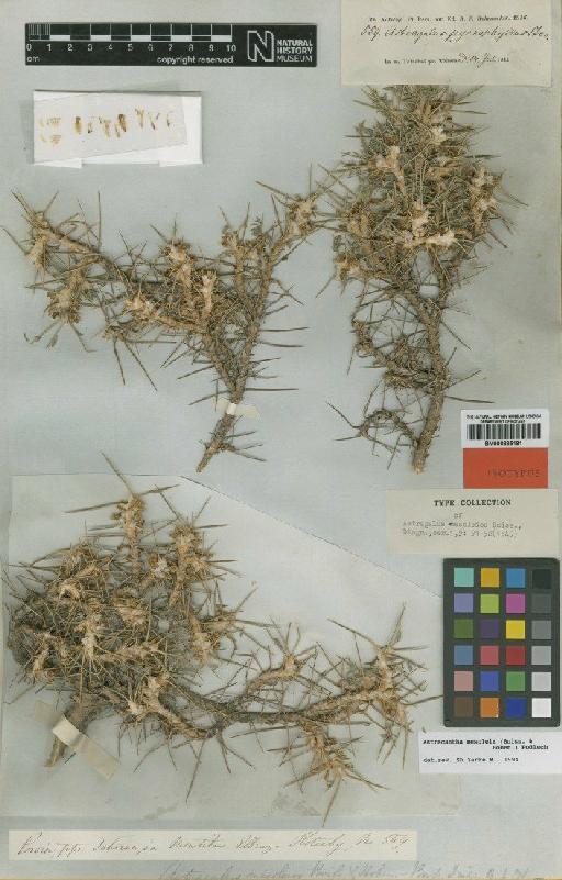Astragalus mesoleios Boiss. - BM000885181