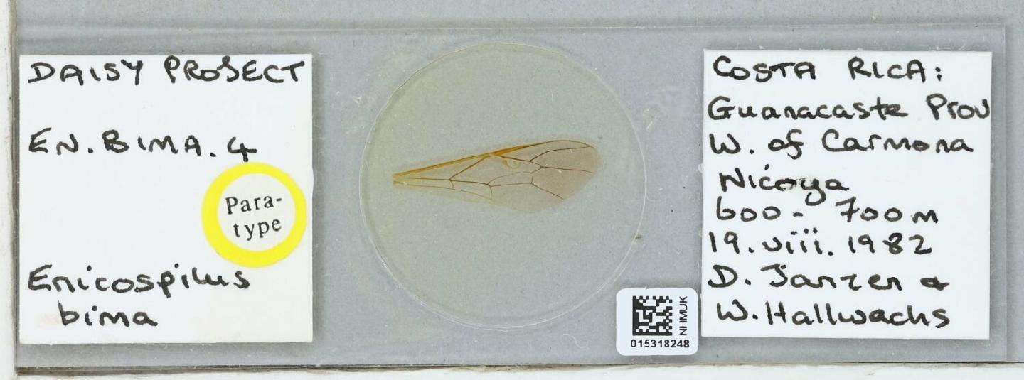 Enicospilus bima