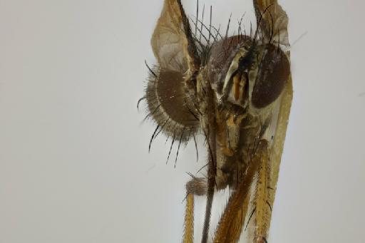 Cordyligaster tipuliformis Walker, 1857 - Cordyligaster tipuliformis female anterior