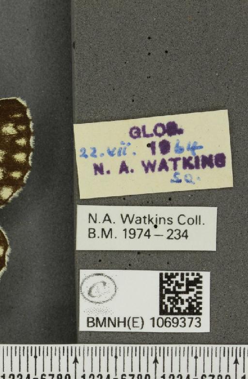 Melanargia galathea serena Verity, 1913 - BMNHE_1069373_label_35212