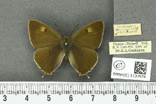 Thecla betulae ab. subunicolor Tutt, 1907 - BMNHE_1137974_95130