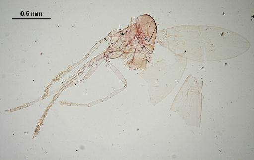 Trichomyia batu Quate, 1962 - Trichomyia_batu-010210260-body-64_0x-scale