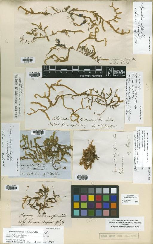 Weymouthia cochlearifolia (Schwägr.) Dixon - BM000667747_a