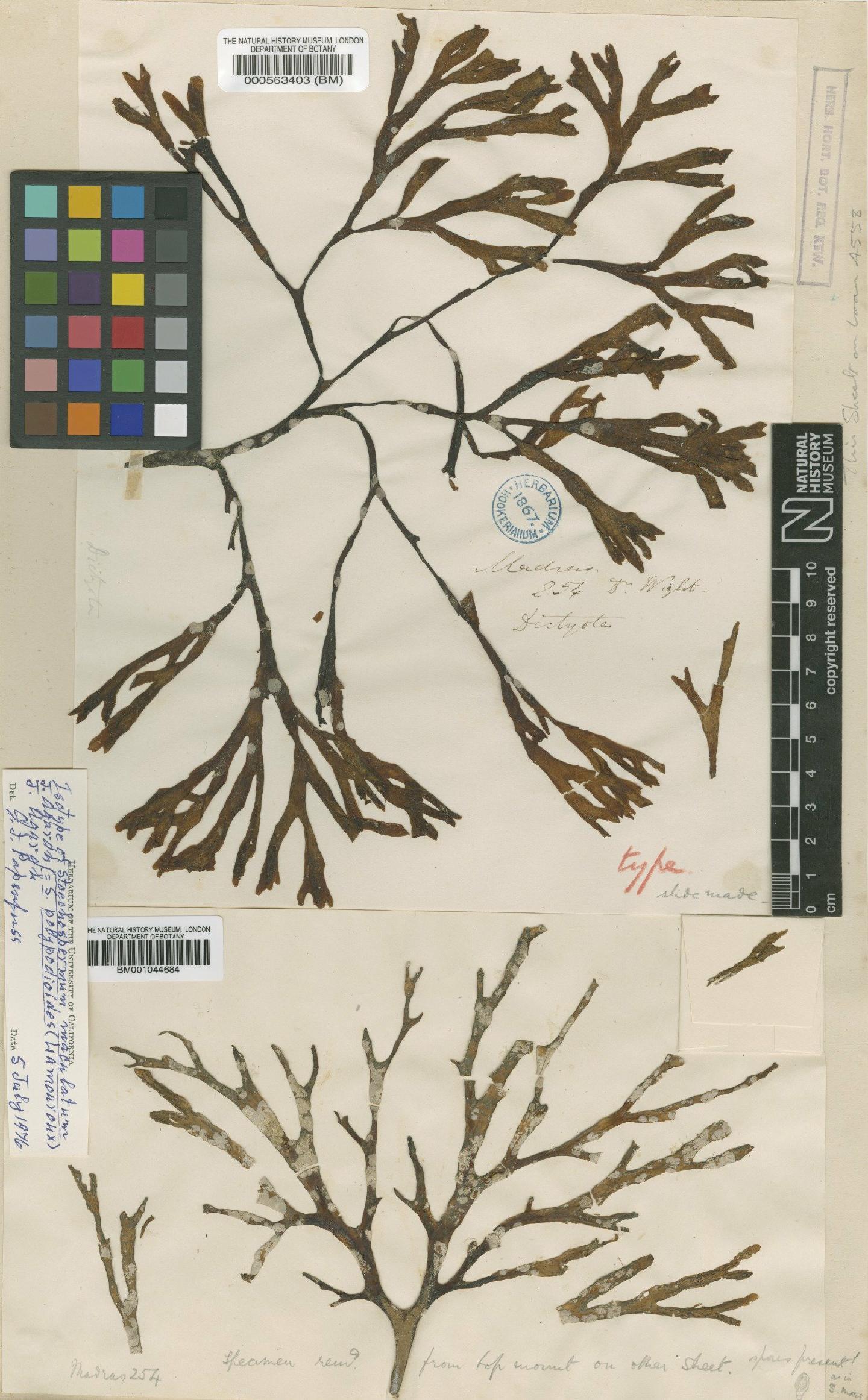 To NHMUK collection (Stoechospermum marginatum (Agardh) Kütz.; Isotype; NHMUK:ecatalogue:4723135)