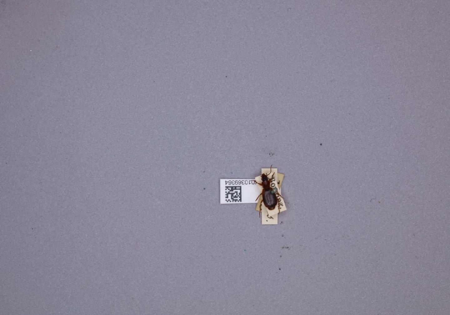 Cymindis axillaris thumbnail