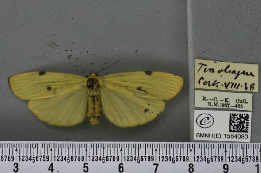 Lithosia quadra (Linnaeus, 1758) - BMNHE_1564080_285512