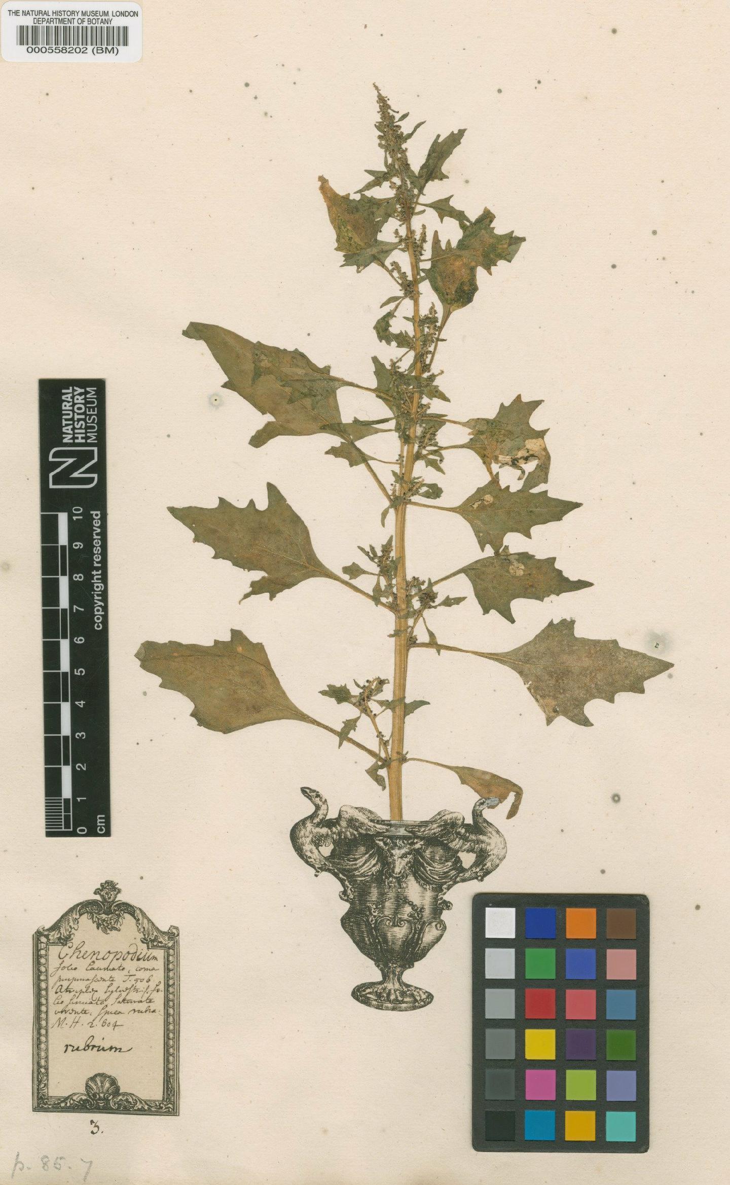 To NHMUK collection (Chenopodium rubrum L.; Original material; NHMUK:ecatalogue:4696991)