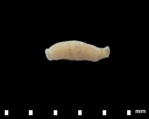 Glossiphonia disjuncta Moore - 4852678