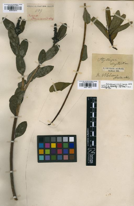 Stillingia sylvatica L. - BM001125275