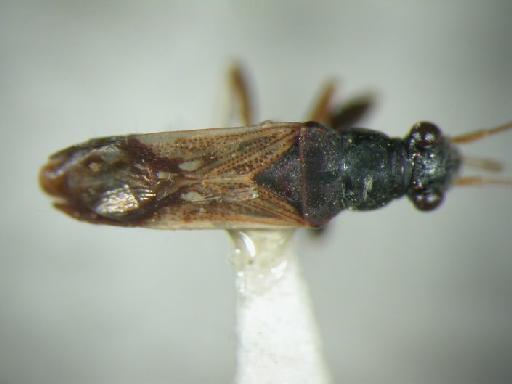 Pseudopachybrachius guttus Dallas - Hemiptera: Pseudopachybrachius Gut