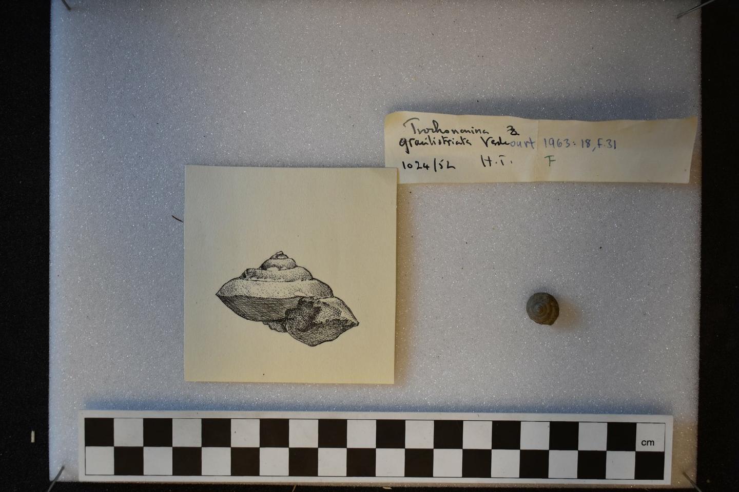 To NHMUK collection (Trochonanina gracilistriata Verdcourt, 1963; HOLOTYPE; NHMUK:ecatalogue:9612038)