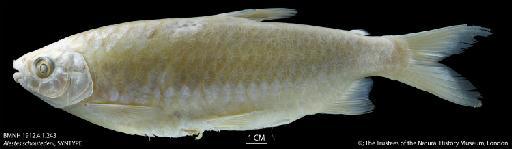 Alestes schoutedeni Boulenger, 1912 - BMNH 1912.4.1.243 Alestes schoutedeni, SYNTYPE