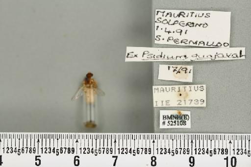 Bactrocera (Bactrocera) zonata (Saunders, 1842) - BMNHE_525108_30387