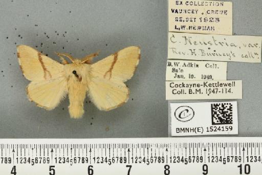 Malacosoma neustria ab. confluens de Selys, 1857 - BMNHE_1524159_190497