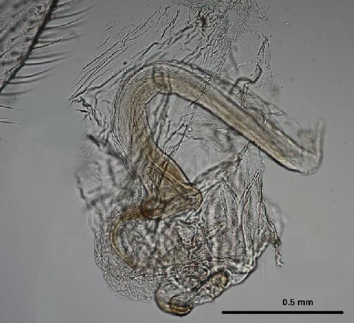 Leucochrysa dolichocera Navás - Allochrysa dolichocera BMNHE 1241761 genitalia2