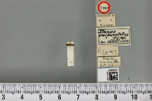 Bactrocera (Bactrocera) unipunctata (Malloch, 1939) - BMNHE_1436935_a_31049