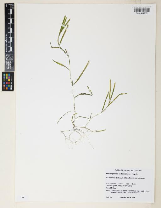 Potamogeton × sudermanicus Hagstr. - 014646831