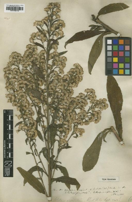 Solidago elata Pursh - BM001050766