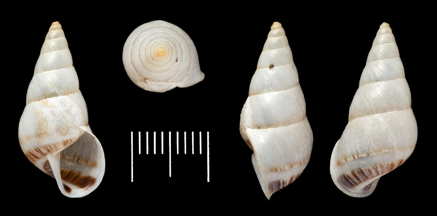 To NHMUK collection (Bulimus rectilinearis Pfeiffer, 1855; SYNTYPE(S); NHMUK:ecatalogue:3506735)