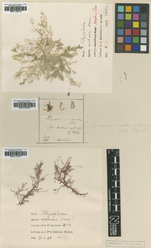 Herposiphonia rostrata (Sond.) Reinbold - BM001039247
