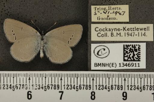 Cupido minimus ab. semiobsoleta Tutt, 1908 - BMNHE_1346911_150659