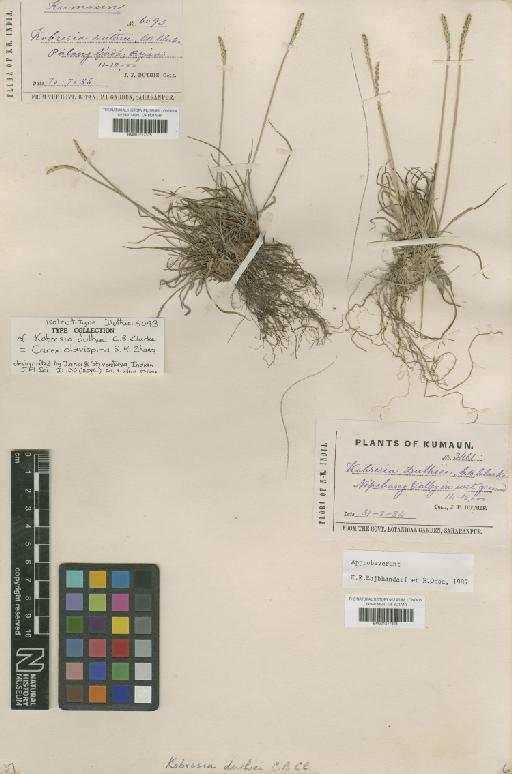 Carex clavispica S.R.Zhang - BM001217325