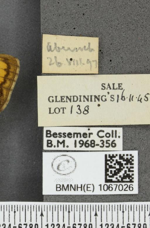 Lasiommata megera ab. mediolugens Fuchs, 1892 - BMNHE_1067026_label_30077