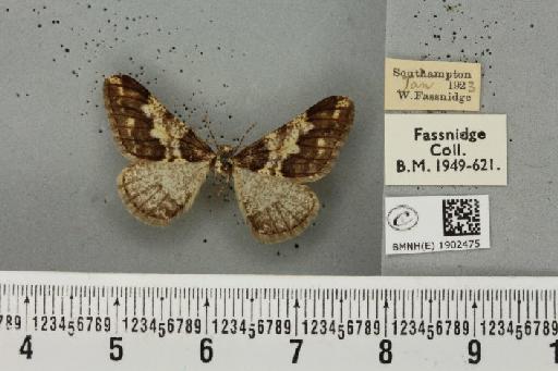 Agriopis leucophaearia (Denis & Schiffermüller, 1775) - BMNHE_1902475_463021