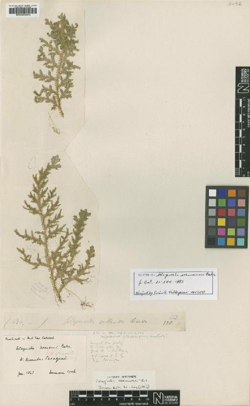 Selaginella seemannii Baker - BM000936546