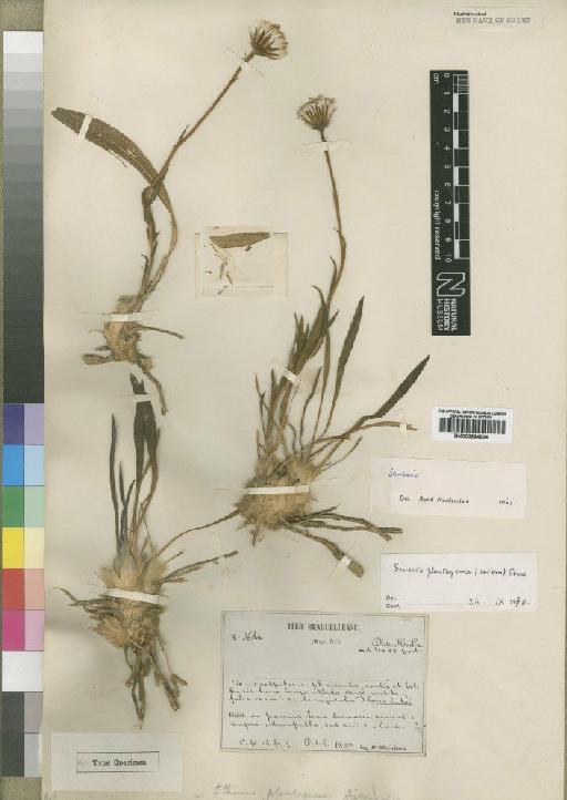 Senecio plantagineus DC. - BM000924624