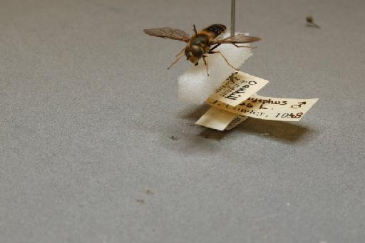 Leucozona (Ischyrosyrphus) glaucius (Linnaeus, 1758) - 012510073_additional_3