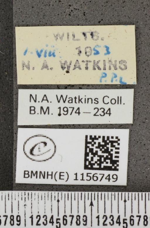 Lysandra coridon ab. semicostajuncta Bright & Leeds, 1938 - BMNHE_1156749_label_107942