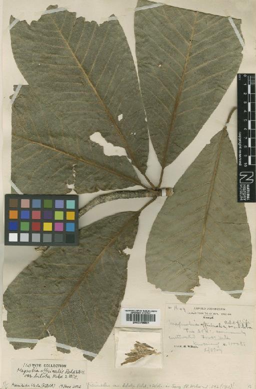 Magnolia officinalis var. biloba Rehder & E.H.Wilson - BM000795591