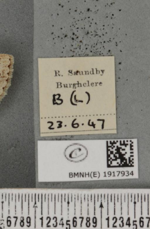 Ectropis crepuscularia (Denis & Schiffermüller, 1775) - BMNHE_1917934_label_481615