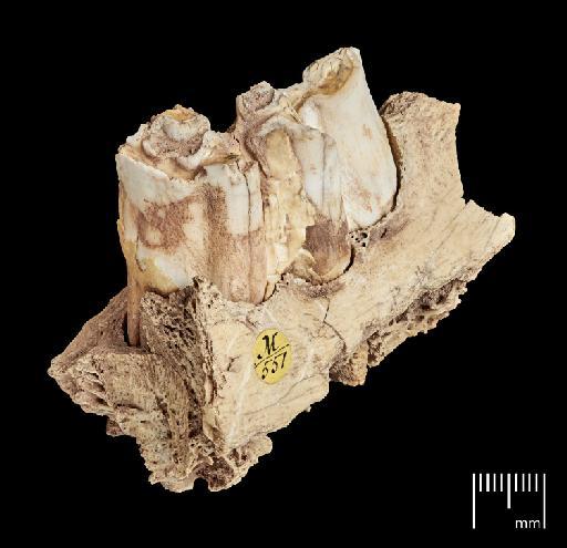 Bos primigenius Bojanus, 1827 - NHMUK PV M 551 specimen