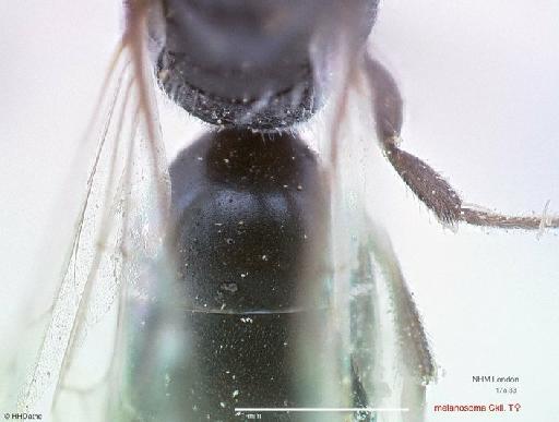 Prosopis melanosoma Cockerell, 1920 - Prosopis melanosoma Cockerell 969520 type female tergite1 1x3,2