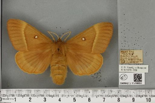 Lasiocampa quercus quercus (Linnaeus, 1758) - BMNHE_1520888_193189