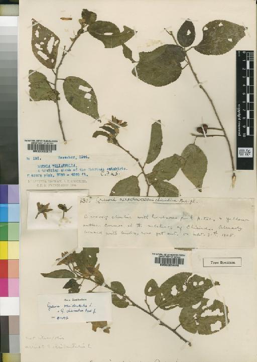 Grewia occidentalis L. - BM000630879