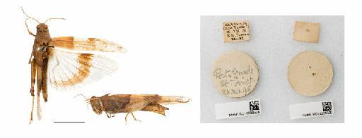 Sphingonotus canariensis Saussure, 1884 - NHMUK010208508_Sphingonotus canariensis
